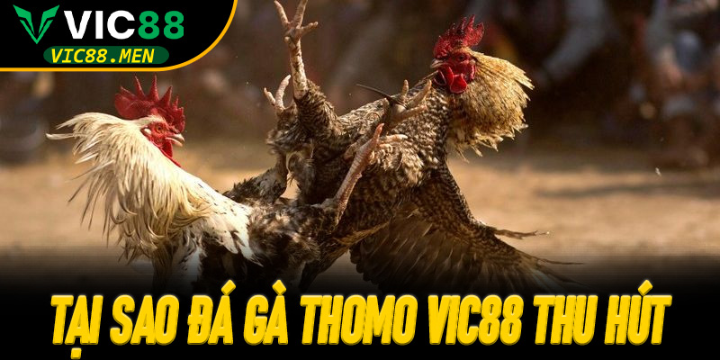 Tại sao Đá Gà Thomo Vic88 thu hút người chơi?