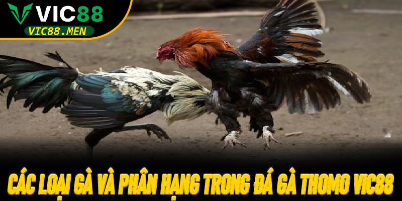 Các loại gà và phân hạng trong Đá Gà Thomo Vic88