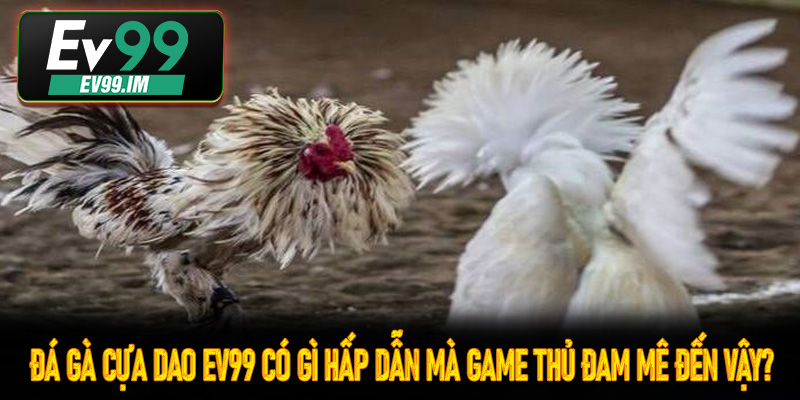 Đá gà cựa dao Ev99 có gì hấp dẫn mà game thủ đam mê đến vậy?