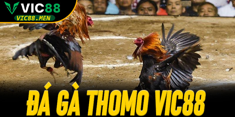 Đá Gà Thomo Vic88