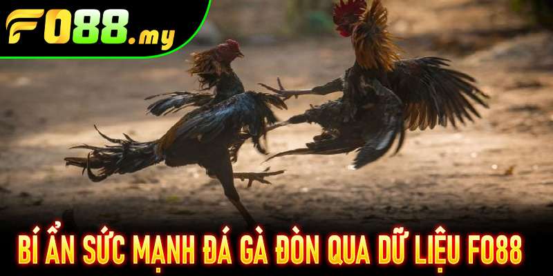 Bí ẩn sức mạnh Đá Gà Đòn qua dữ liệu Fo88
