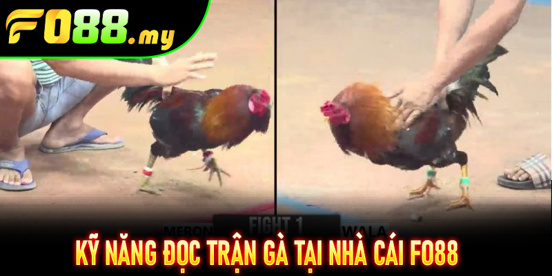 Kỹ năng đọc trận gà tại nhà cái Fo88 – yếu tố bí mật ít người biết