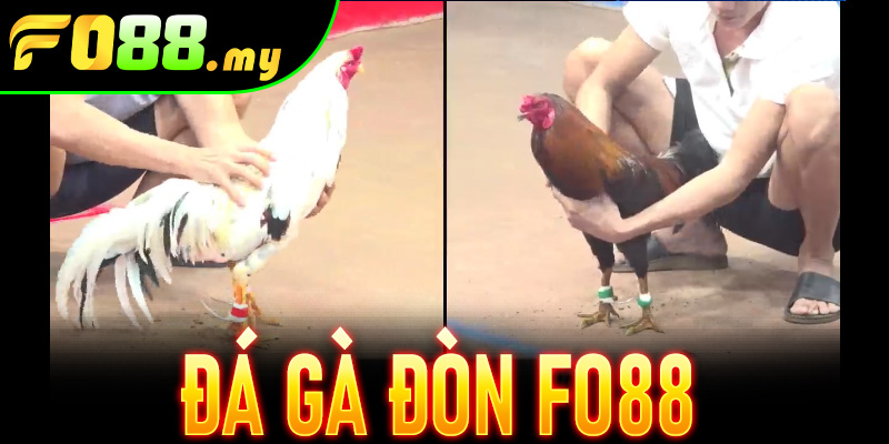 Đá Gà Đòn Fo88